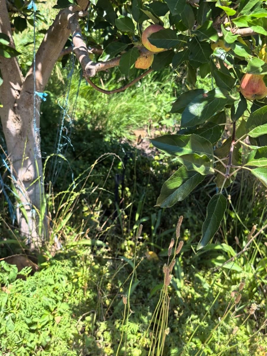 5 Bedroom Property for Sale in Uniondale Western Cape